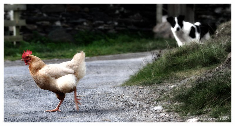 Chicken road online a Italy