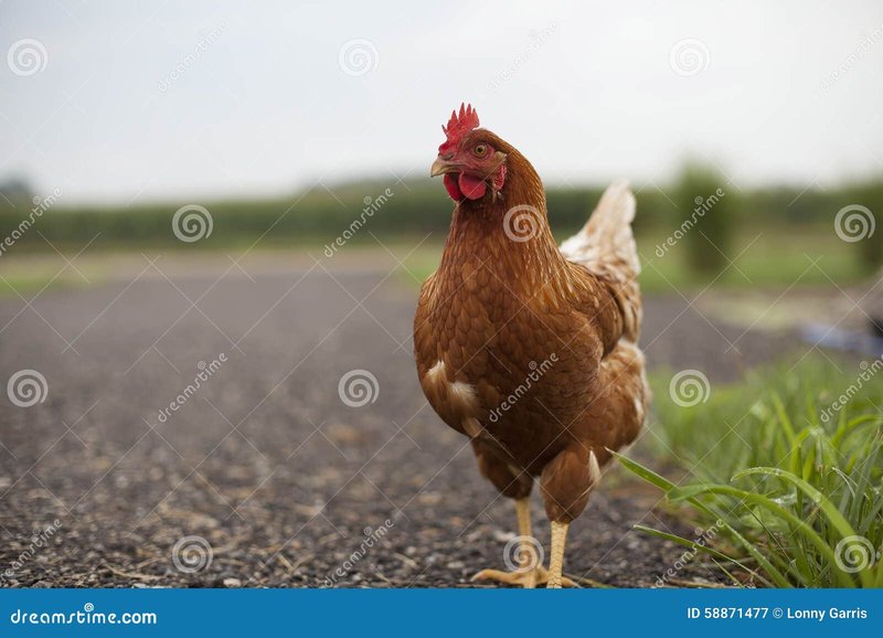 Chicken road online in Spain